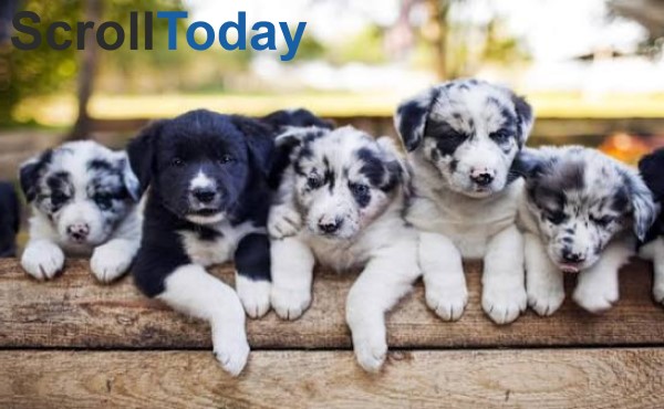 Puppies for Sale: A Complete UK Buyer’s Guide to Finding a Healthy, Happy Companion puppies for sale