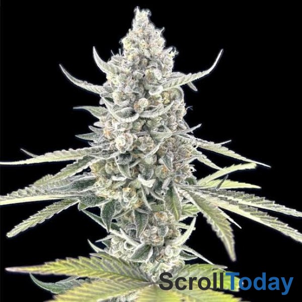 Super Boof strain