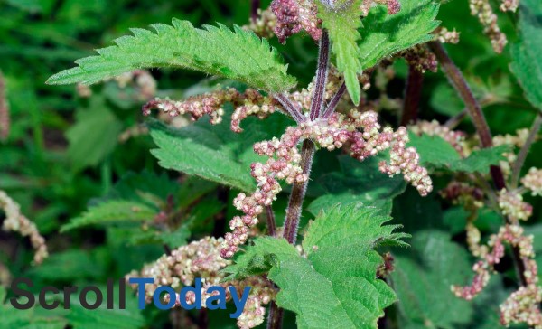 Urtica Dioica: The Complete Guide to Stinging Nettle Urtica dioica